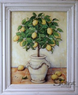 Obraz drzewo cytrusowe (pomarańcza) 25x38 cm