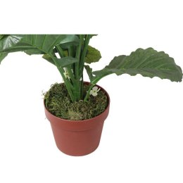 Biały Kwiat Rzepaku w Doniczce o Wysokości 130 cm