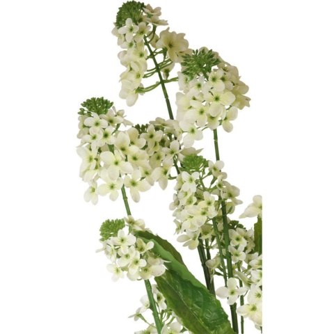 Biały Kwiat Rzepaku w Doniczce o Wysokości 130 cm