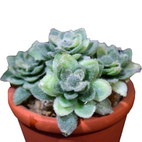 Zielony Mini Sukulent w Doniczce Imitującej Cegłę 8 cm