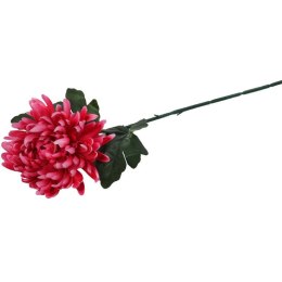 CHRYZANTEMA POJEDYNCZY STRZĘPIASTY KWIAT KOLOR RÓŻOWY