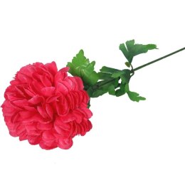 Chryzantema pojedynczy kwiat w kolorze ciemno różowym