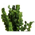 Sztuczny Bukiet Glonów 38 cm - Zielony