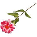 Ciemnoróżowa Cynia - Gałązka Kwiatu o Wysokości 75 cm