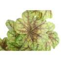 CALADIUM GAŁĄZKA LIŚCI OZDOBNYCH 82 CM KOLOR ZIELONY