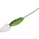 TULIPAN POJEDYNKA KOLOR BIAŁY