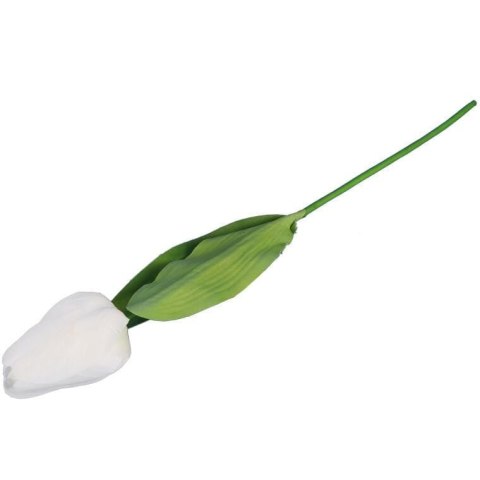 TULIPAN POJEDYNKA KOLOR BIAŁY