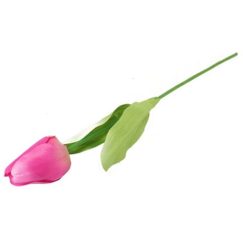 TULIPAN POJEDYNKA KOLOR CIEMNO RÓŻOWY