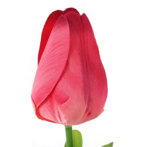 TULIPAN POJEDYNKA KOLOR CZERWONY