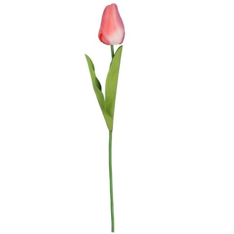 TULIPAN POJEDYNKA KOLOR ŁOSOSIOWY