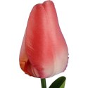 TULIPAN POJEDYNKA KOLOR ŁOSOSIOWY