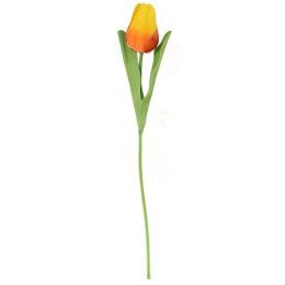 TULIPAN POJEDYNKA KOLOR POMARAŃCZOWY