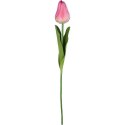 TULIPAN POJEDYNKA KOLOR RÓŻOWY