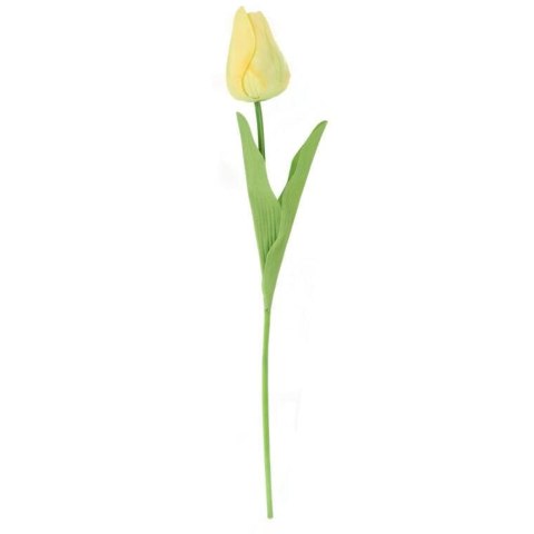 TULIPAN POJEDYNKA KOLOR ŻÓŁTY