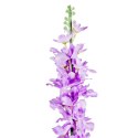 LEWKONIA GAŁĄZKA 90 cm KOLOR FIOLETOWY