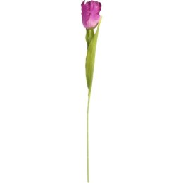 TULIPAN STRZĘPIASTY 54 CM FIOLETOWY
