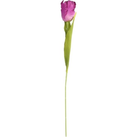 TULIPAN STRZĘPIASTY 54 CM FIOLETOWY