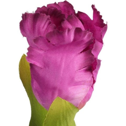 TULIPAN STRZĘPIASTY 54 CM FIOLETOWY