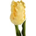 TULIPAN STRZĘPIASTY 54 CM KREMOWY