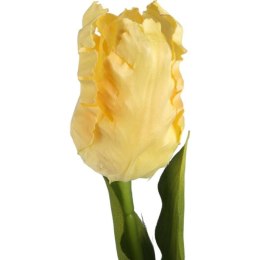 TULIPAN STRZĘPIASTY 54 CM KREMOWY