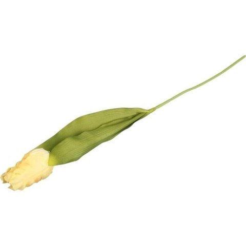 TULIPAN STRZĘPIASTY 54 CM KREMOWY