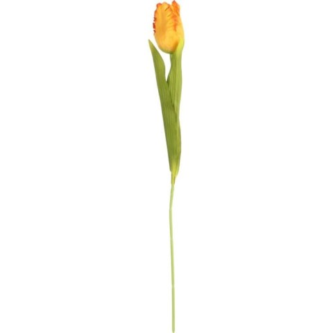 TULIPAN STRZĘPIASTY 54 CM POMARAŃCZOWY