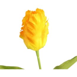 TULIPAN STRZĘPIASTY 54 CM ŻÓŁTY