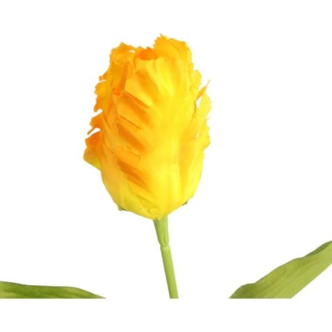 TULIPAN STRZĘPIASTY 54 CM ŻÓŁTY