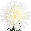 CHRYZANTEMA 76 CM BIAŁA