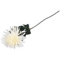 CHRYZANTEMA 76 CM BIAŁA