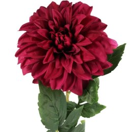 Daliia DUŻY kwiat pojedynczy BORDOWA 74 cm