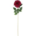 Daliia DUŻY kwiat pojedynczy BORDOWA 74 cm
