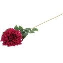 Daliia DUŻY kwiat pojedynczy BORDOWA 74 cm