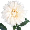 Daliia DUŻY kwiat pojedynczy KREMOWA 74 cm
