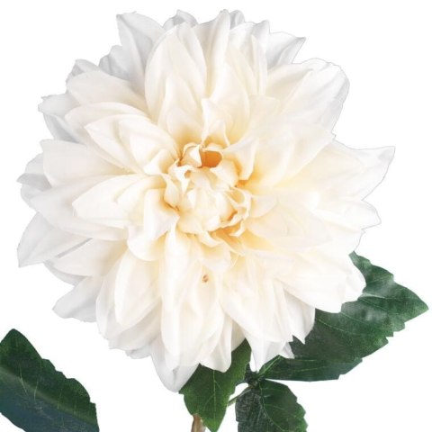 Daliia DUŻY kwiat pojedynczy KREMOWA 74 cm