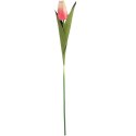 TULIPAN 45 CM kremowo różowy