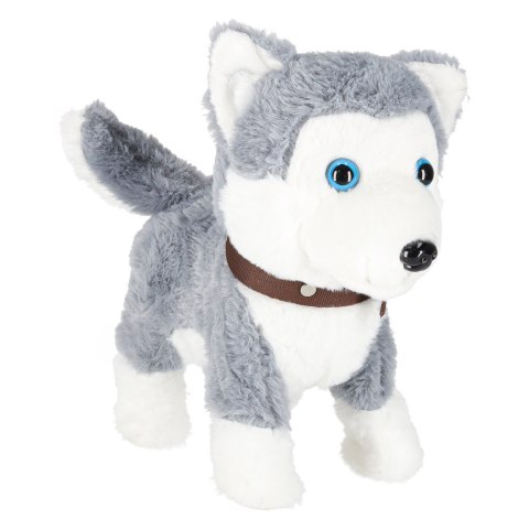 Piesek interaktywny na smyczy szczeka chodzi rusza ogonem Husky